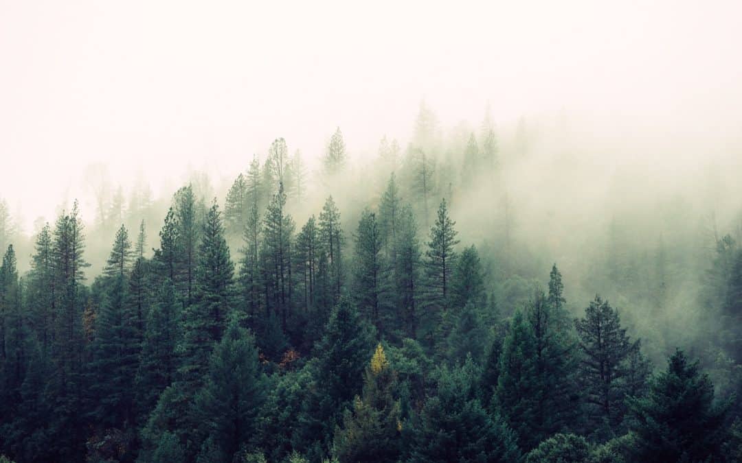 Catholic Social Teaching and Care for Nature